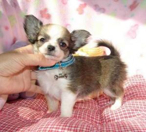 Wundersch�ne Chihuahua Welpen