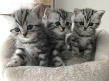 S?sse Qualit?t BKH Kitten Katzen. WhatsAp