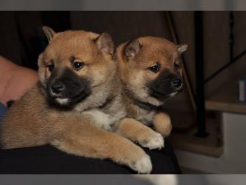 Reinrassige Shiba Inu Welpen suchen eine