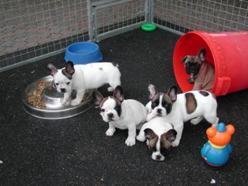 Franz�sische Bulldoggen Welpen