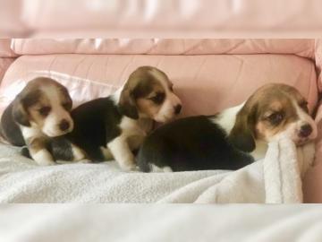 h�bsche und gesunde Beaglewelpen