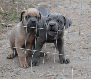 Cane Corso Welpen mit Ahnentafel
