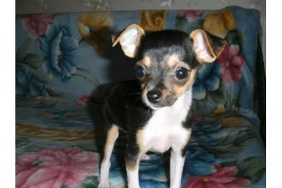 Chihuahua Welpen  Russkiy Toy