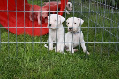 Dogo-Argentino mit FCI Papiere