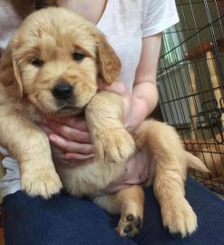 Wundersch�ne Golden Retriever Welpen f�r