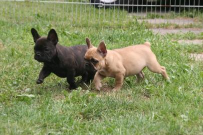 Franz. Bulldoggen Welpen  (100% gesund)