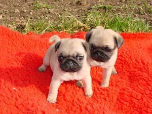 Mops Welpen (2 M�dchen und 3 Junge)