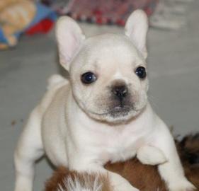 Bildsch�ne franz�sisch bulldogge welpen