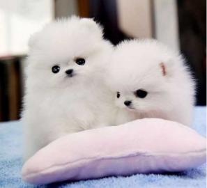 Toy Pom Welpen (Pommern)