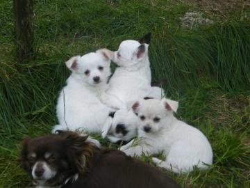 Super mini Chihuahua Welpen, 10 Wochen a