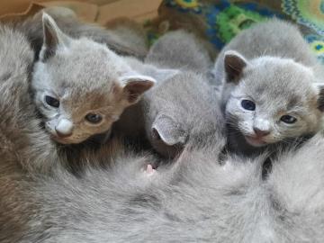 Russisch blaue K?tzchen zur freien Adopt