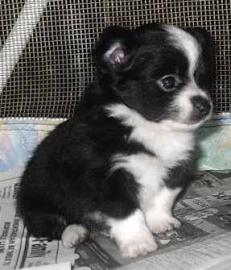 chihuahua welpen!