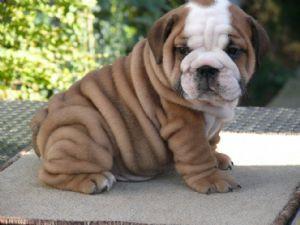 Reinrassige Englische Bulldoggen Welpen