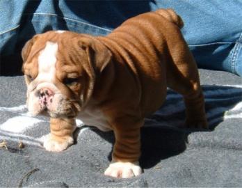 Reinrassige Englische Bulldoggen Welpen