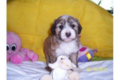Unsere Tibet Terrier Babys suchen. . . . . . 