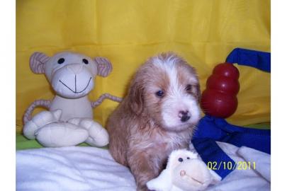 Unsere Tibet Terrier Babys suchen. . . . . . 