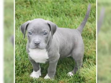 Pitbull Welpen Rude und Hundinnen