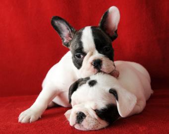 Franz�sische bulldogge Welpen