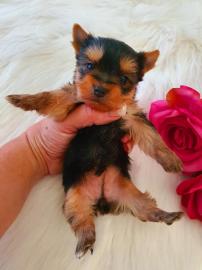 Entz?ckende herausragende Yorkies-Welpen