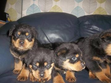 Wundersch�ne reinrassige Rottweilerwelpe