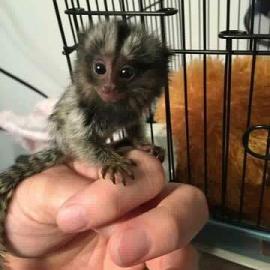 Baby Affen jetzt verf?gbar