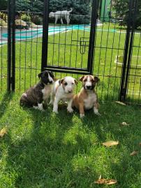 +S??e Mini Bullterrier welpen