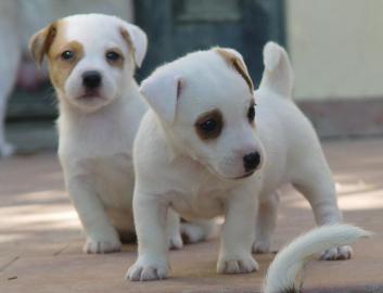 Sch?ne Jack Russell Welpen Terrier