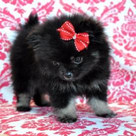 Super S�sse Nett~pom~eranianab sofort a