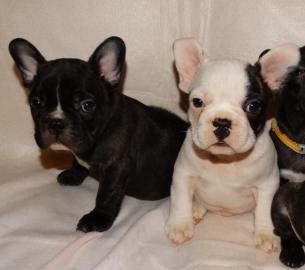 Franz�sische Bulldoggen Welpen MIT PAPIE