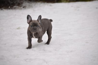 Franz�sische Bulldoggen Welpen MIT PAPIE