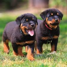 m?nnliche und weibliche Rottweiler Welpe