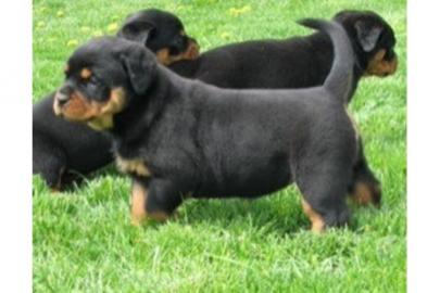 Rottweiler Welpen aus ADRK / VDH Zucht A