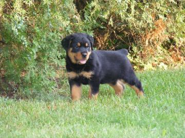 Rottweiler Welpen aus ADRK / VDH Zucht A