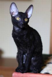 Cornish Rex mit Papiere
