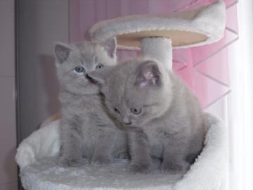 Reinrassige BKH Babies