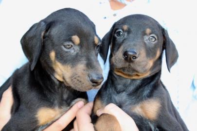 Dobermann Welpen