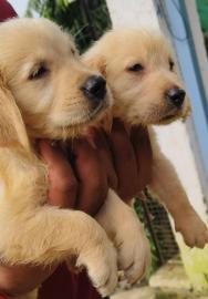 Wundersch�ne Golden retriever welpen s��