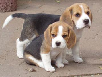 Beagle Welpen mit Papiere suchen ein zuh
