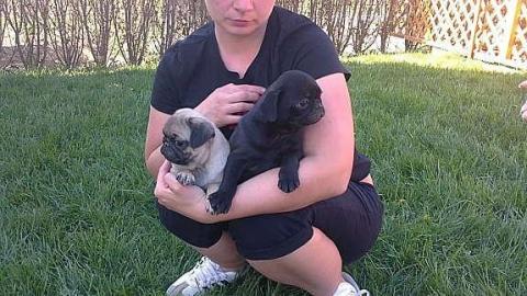 schwarz und beige mops welpen 100 euros