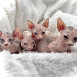 Reinrassiges Ragdollkitten mit Papieren