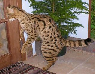Affortable gesunde Savannah K�tzchen