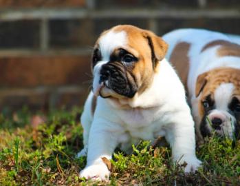Old englisch Bulldoggen Welpen