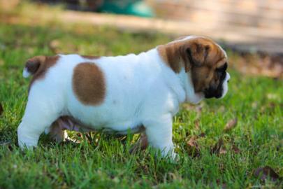 Old englisch Bulldoggen Welpen