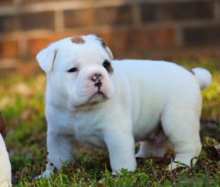 Old englisch Bulldoggen Welpen