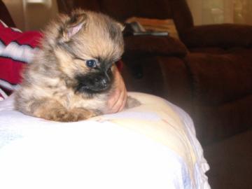 Zuckers��e Pomeranian Welpen