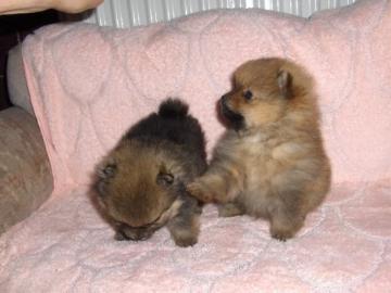 Zuckers��e Pomeranian Welpen