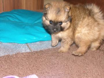 Zuckers��e Pomeranian Welpen