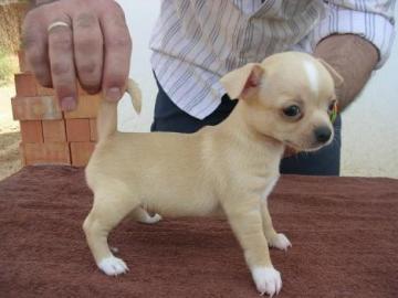 MINI MINI Chihuahua Preis: 150