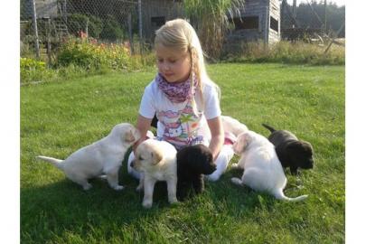 Bildsch�ne Labrador welpen in Blond und