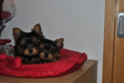 Kleine Yorkshire Terrier Zwerge